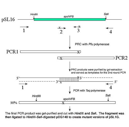 Image:SOE PCR.jpg