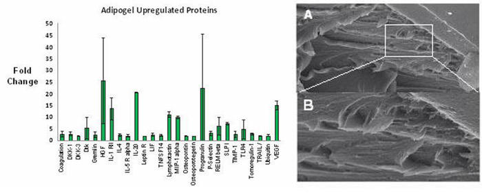 Graph of Adipogel Upregulated Proteins and a Microscopic image