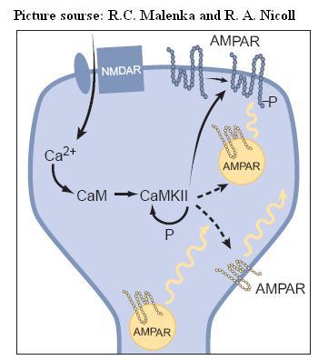 Simplifed model for the expression of LTP. An increase in Ca21 within the dendritic spine binds to calmodulin (CaM) to activate CaMKII, which undergoes autophosphorylation, thus maintaining its activity after Ca21 returns to basal levels. CaMKII phosphorylates AMPA receptors (AMPARs) already present in the synaptic plasma membrane, thus increasing their single-channel conductance. CaMKII is also postulated to inßuence the subsynaptic localization of AMPA receptors such that more AMPA receptors are delivered to the synaptic plasma membrane. The localization of these ÒreserveÓ  AMPA receptors is unclear, and thus they are shown in three different possible locations. Before the triggering of LTP, some synapses may be functionally silent in that they contain no AMPA receptors in the synaptic plasma membrane. Nevertheless, the same expression mechanisms would apply. Adapted from Ref3.