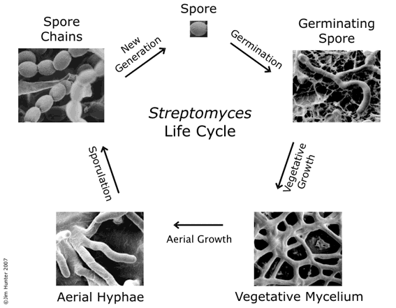   Streptomyces scabies